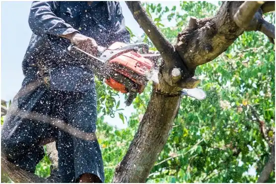 tree services San Carlos II